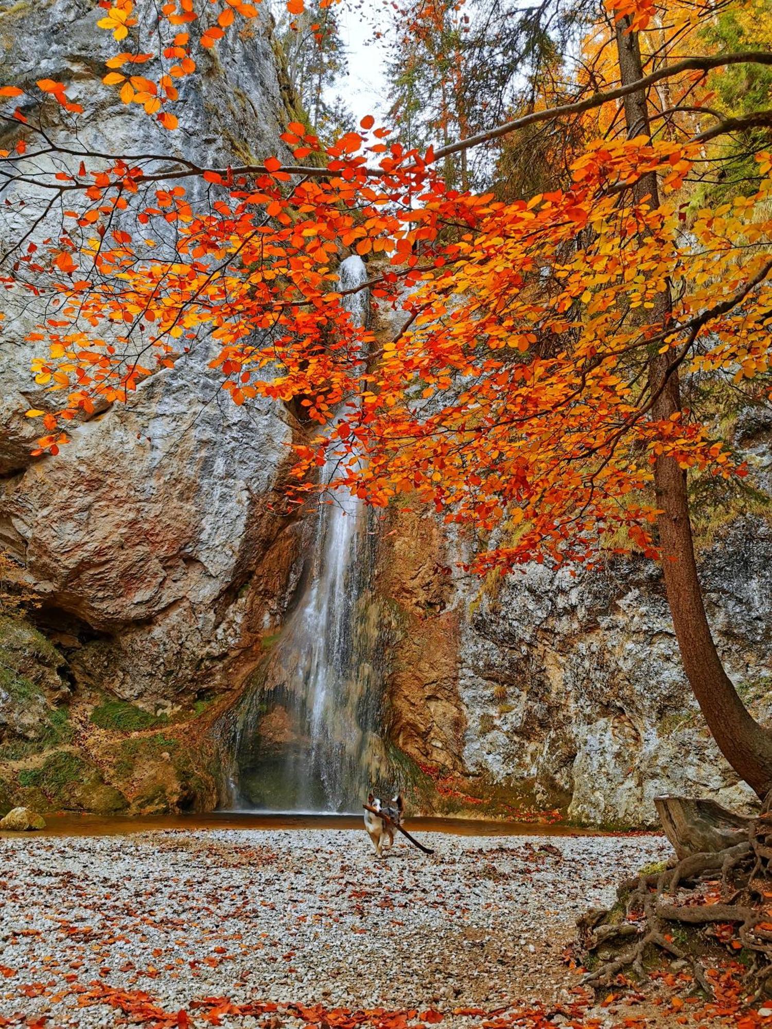 Schusterbauer Villa Koppl Dış mekan fotoğraf